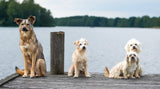 Vier verschiedene Hunde warten auf einem Steg vor dem Wasser auf ihre Besitzer. Sie schauen alle erwartungsvoll und mit grossen Hundeaugen