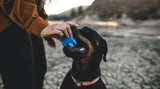 Hund mit Stressball