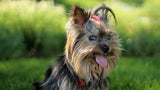 Kleiner Hund Yorkshire Terrier